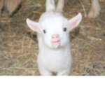 the sceaming goats