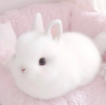 Bunny’s Communityy