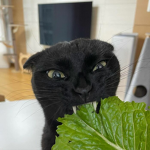 !The Black Cats!
