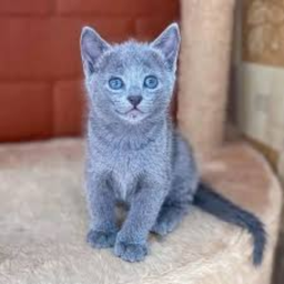 Blue Cat High School
