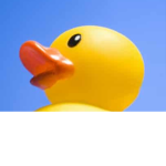 DUCKS ARE INCREDIBLE