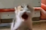 Mitskifan