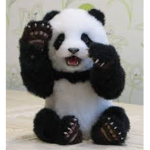 Cool pandas forever