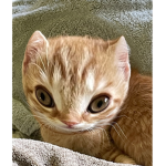 garfields society