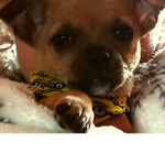 pups and more