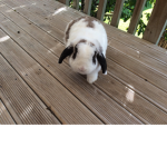BUnNy gRouP FoR EveR