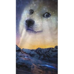TEAM DOGE HQ