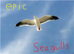 epic seagulls