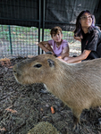 Capybara km