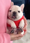 Pibbzify