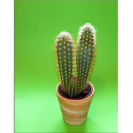 Bobby the Plant :(