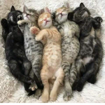 Bow cat