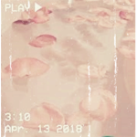 Aesthetic Rose Petals