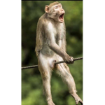 Hamza le pro sur mm2