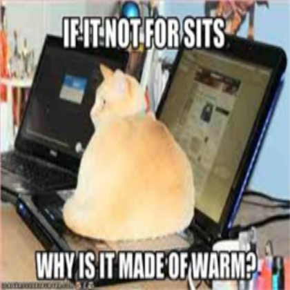 Funny Cat Roblox decal