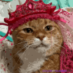 The Kitty 60s