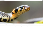 Snakes united is taken