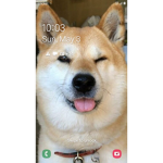 doge army forever