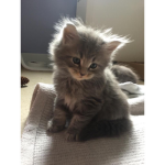 -*+Kittens+*-