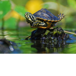 I Love Turtles!!!!