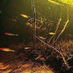 fishfoоd