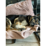 This is my big dog