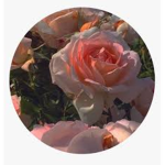Xx_flower