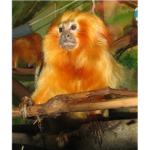 Red Monkeys