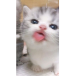 cat #### ####