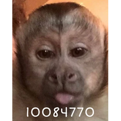 Group Icon