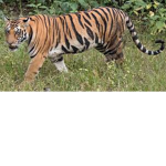 Tigger/tiger group