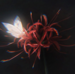 Amaryllidoideae