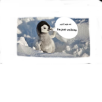 Floppys Penguins