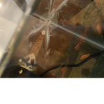 Axolotles Are Awsome