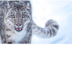 Snow leopard squad/fan group