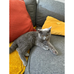 İ love cats!