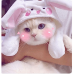 EIDY