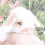 !BUNNY