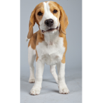 Lemondrop Beagle Fanclub!