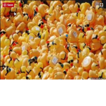 The Epic Duck Productions