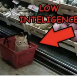cat luhvrs