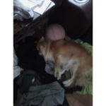 You should always love dogs