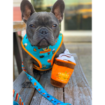 Frenchie Roblox!