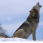 Howling wolves Club