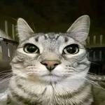 l Cat Games l Group Thumbnail