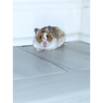 Hamster cult :)