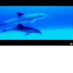 The Dolphin Party