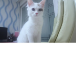 [coco]