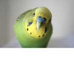 Budgies will rule the world!