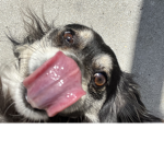 My dog is the #####